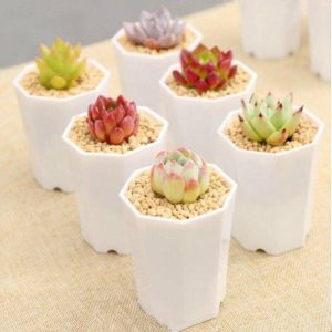 Vases |   10Pcs Mini Plastic Pot Succulent Plant Container Flower Planter Garden Decor Vases Not specified