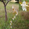 Wind Chimes & Hanging Decorations |   Love Angel Cupid Wind Chime Tube Hanging Ornament House Warm Gift Home Decor Yousheng Wind Chimes & Hanging Decorations golden